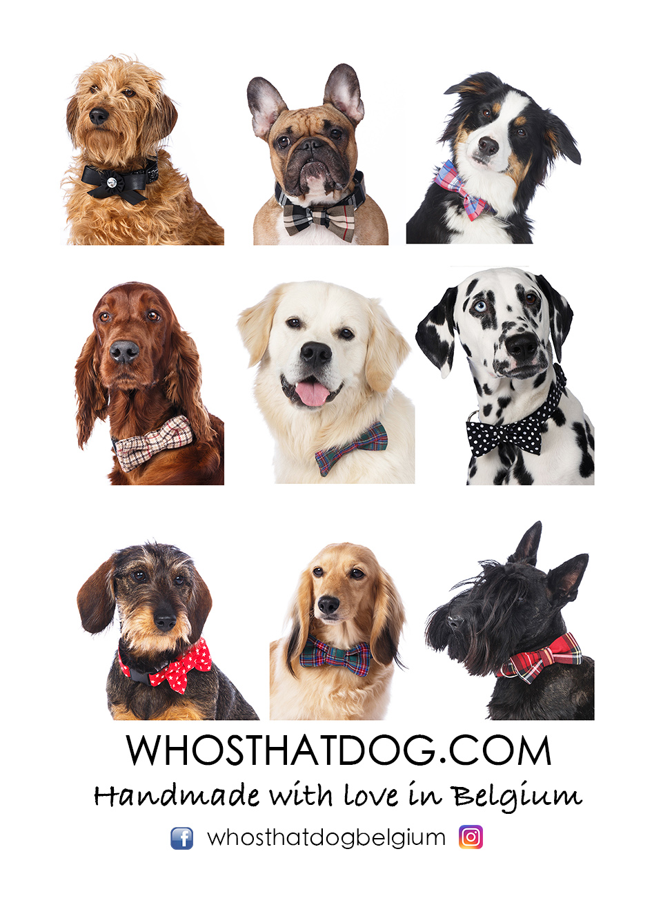 whosthatdog